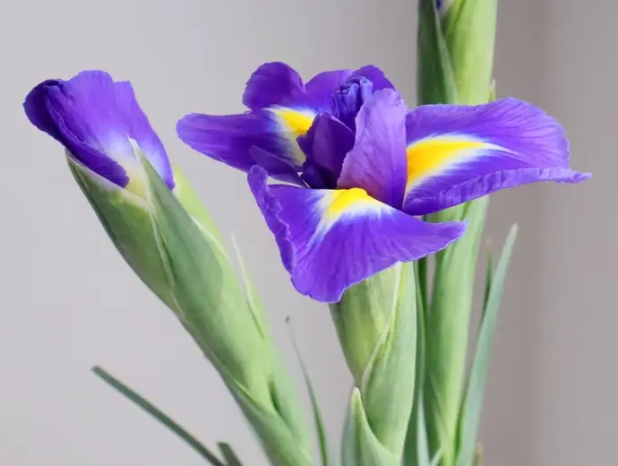 Vẻ đẹp rực rỡ của hoa diên vĩ khiến tim người rung động