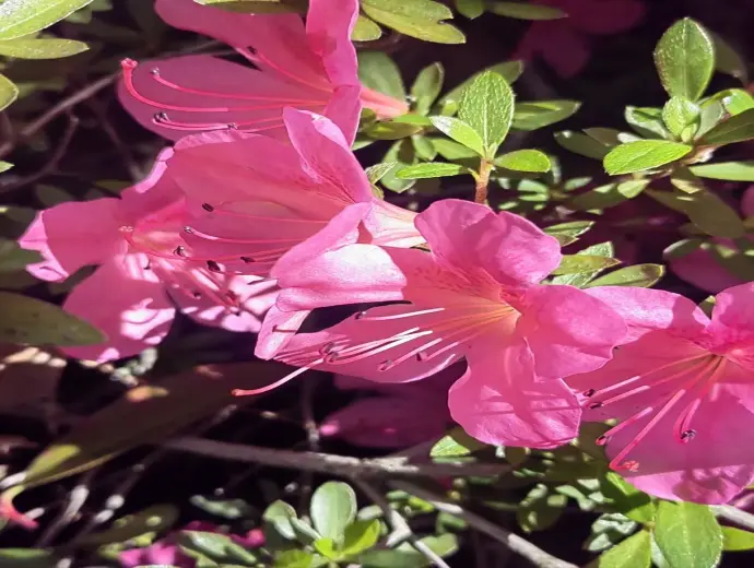 Chia sẻ ảnh Hoa Đỗ Quyên lung linh khiến ai cũng mê mẩn