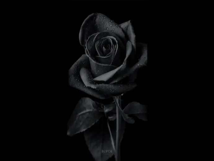 Sự thật gây sốc về hoa hồng đen và ý nghĩa ẩn giấu