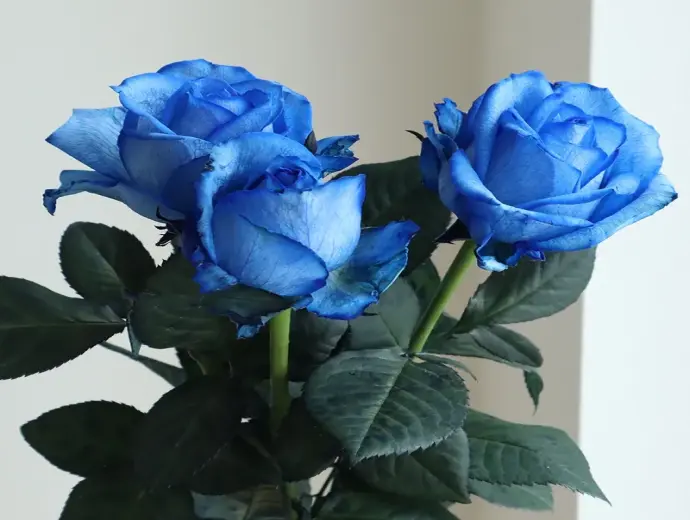 Hoa hồng xanh đẹp mê hoặc và ý nghĩa thật sự phía sau