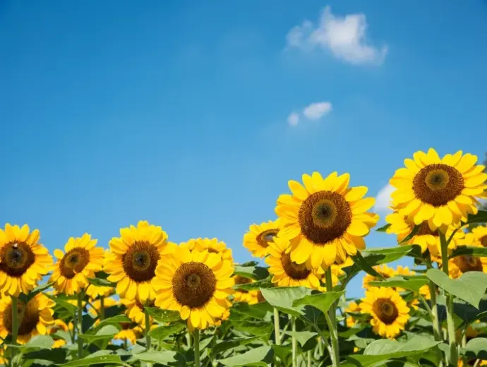 Bộ sưu tập hoa hướng dương đẹp khiến ai cũng phải say mê