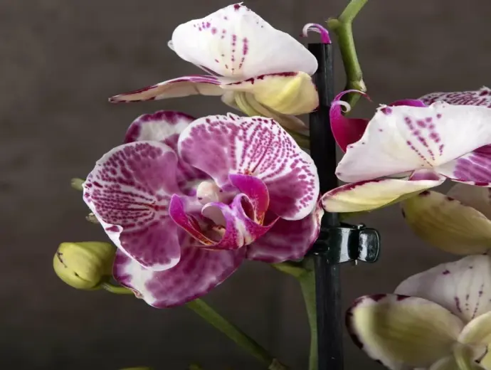 Tuyển tập ảnh Hoa Lan Hồ Điệp cho không gian sống sang