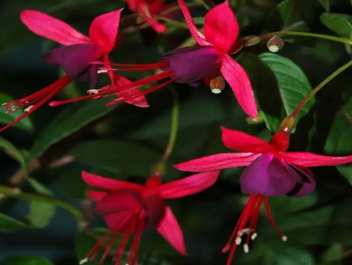 Bộ sưu tập hình ảnh hoa Lồng Đèn đẹp rực rỡ đầy cuốn hút