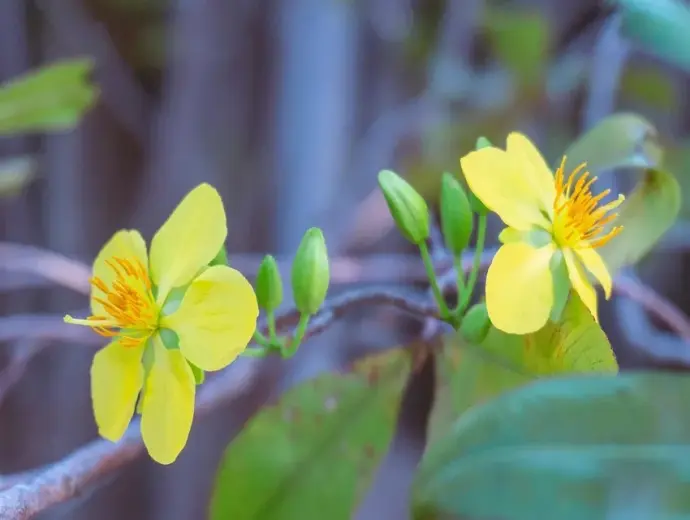Ảnh Hoa Mai Vàng tuyệt đẹp chào đón mùa xuân rực rỡ