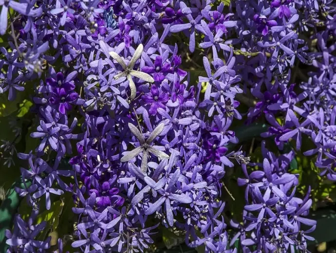 Khám phá hoa mai xanh đẹp độc đáo trong bộ ảnh tuyệt vời