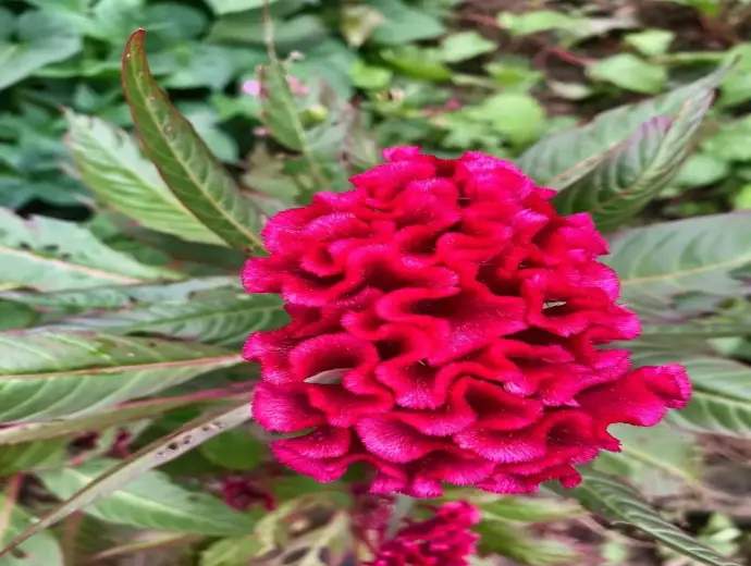 Khám phá vẻ đẹp rực rỡ qua ảnh Hoa Mào Gà đầy màu sắc