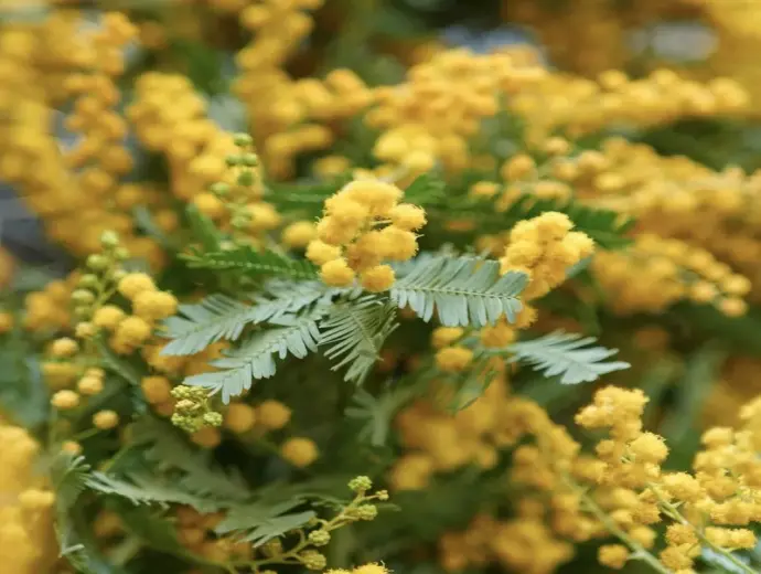 Vẻ đẹp hoa mimosa khiến trái tim rung động ngay từ lần đầu