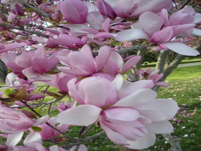 Bộ sưu tập hình ảnh hoa mộc lan đẹp nhất cho bạn tham khảo