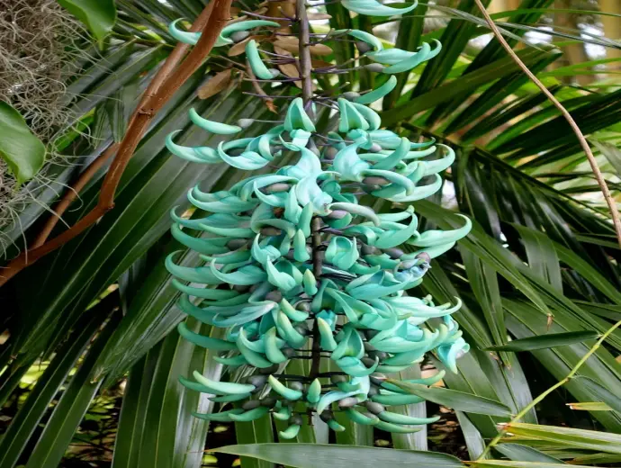 Khám phá vẻ đẹp hoa Móng Cọp độc đáo với sắc xanh quyến rũ