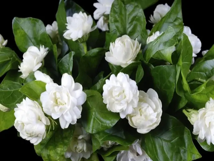 Bộ ảnh hoa nhài trắng tinh khôi, đẹp đến từng chi tiết