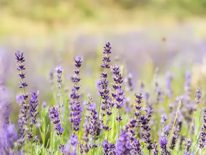 Hoa oải hương sắc tím dịu dàng khiến ai cũng say mê