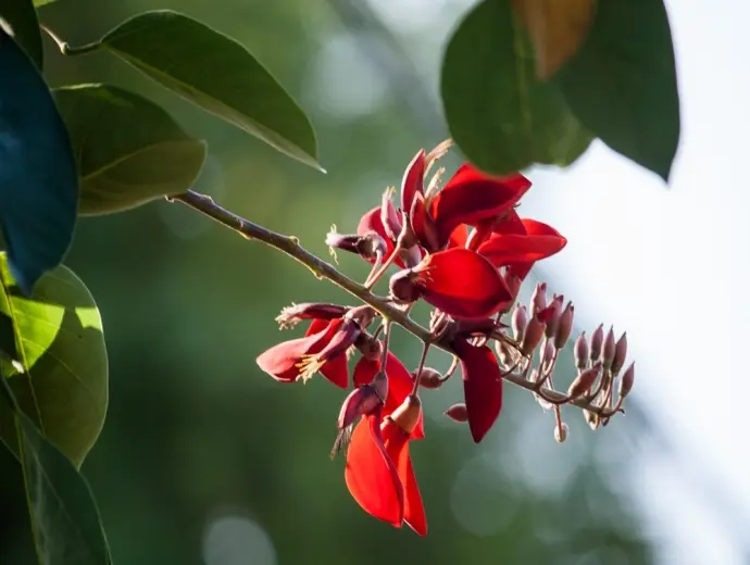 Chiêm ngưỡng vẻ đẹp hoa Osaka đỏ tự nhiên và tinh tế