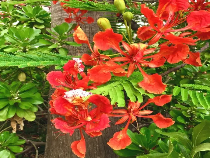 Hình nền hoa Phượng Vĩ tươi sáng mang mùa hè về gần