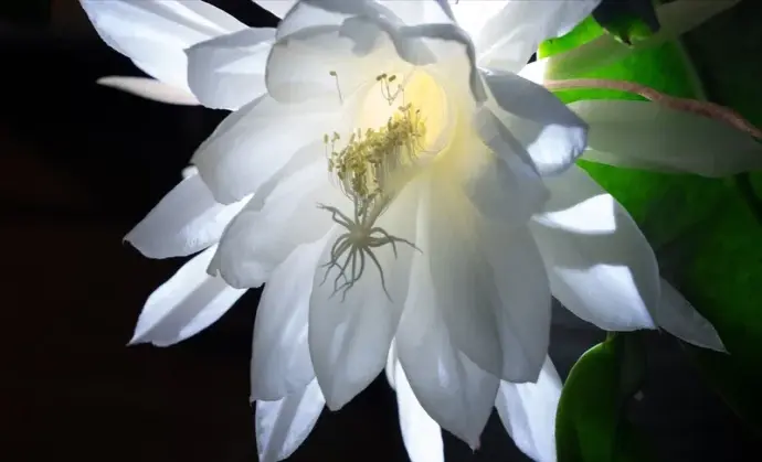 Khám phá ý nghĩa hoa quỳnh trong tình yêu lãng mạn