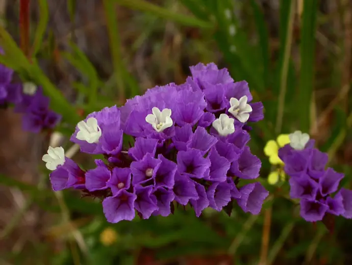 Thế giới hoa Salem rực rỡ mang đến cảm giác tuyệt vời