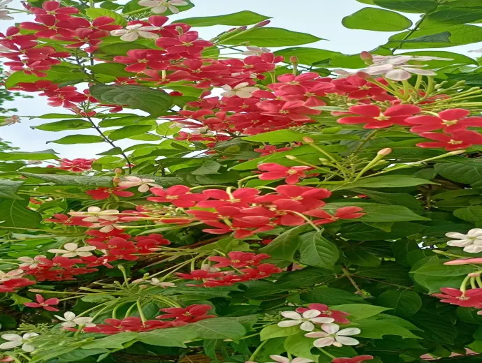 Những hình ảnh hoa sử quân tử đẹp bạn không thể bỏ qua