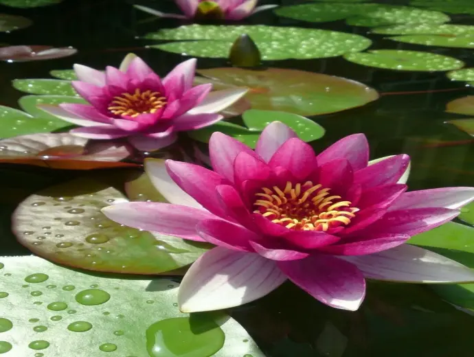 Tổng hợp ảnh Hoa súng rực rỡ sắc màu đầy sống động