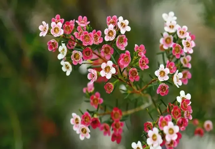 Khám phá vẻ đẹp tinh tế trong ảnh Hoa Thanh Liễu rực rỡ