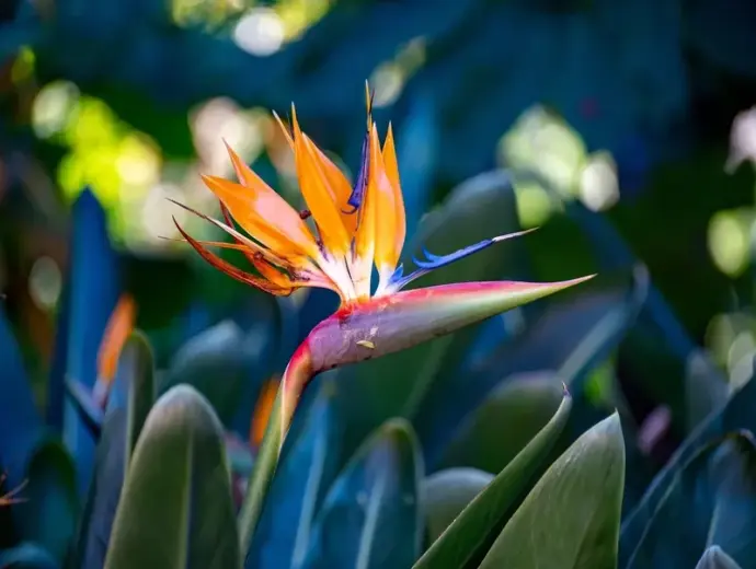 Vẻ đẹp hoa Thiên Điểu tượng trưng cho sự mạnh mẽ tự do