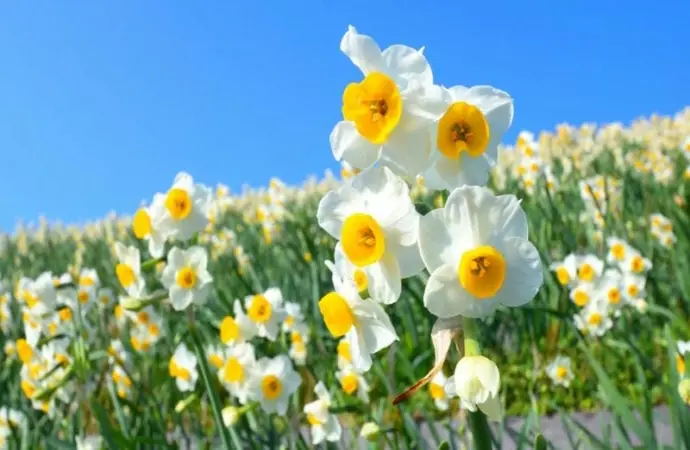 Tuyển chọn hoa thủy tiên tỏa sáng với vẻ đẹp thanh khiết