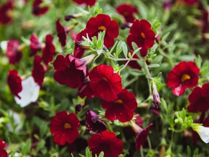 Vẻ đẹp hoa triệu chuông và ý nghĩa may mắn đầy thú vị