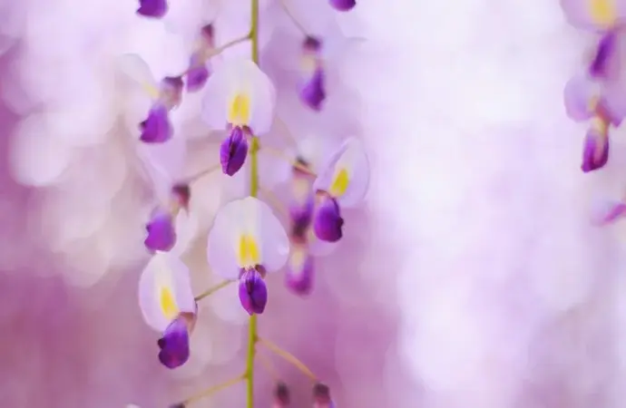 Khám phá hoa tử đằng và ý nghĩa lãng mạn trong tình yêu