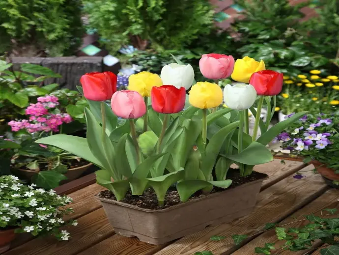 Vẻ đẹp bí ẩn của hoa tulip và ý nghĩa khiến ai cũng say đắm