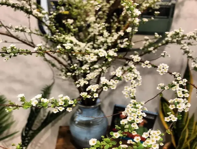 Bộ ảnh Hoa Tuyết Mai rực rỡ khiến mọi ánh nhìn phải dừng lại