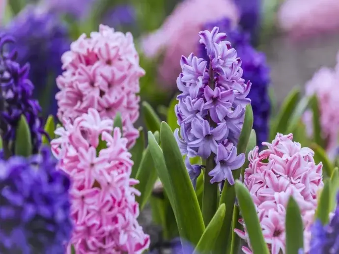 Bộ sưu tập 66+ ảnh Hoa Lan Dạ Hương chất lượng cao 4k cho bạn