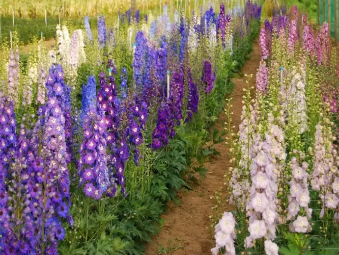 Bộ sưu tập 33+ ảnh hoa phi yến xanh độc đáo và thanh tao